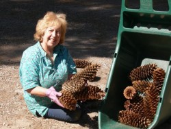 Louise-yard pine cones5